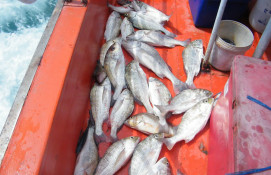 Морская рыбалка на Самуи