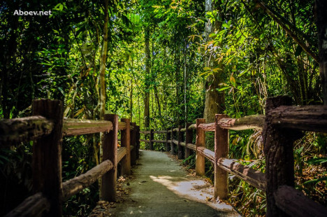 Самая длинная дорога к Emerland Pool проходит через джунгли по бетонной извилистой тропе сквозь джунгли (1400 м)