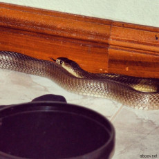 Сиамская кобра у нас в гостинной